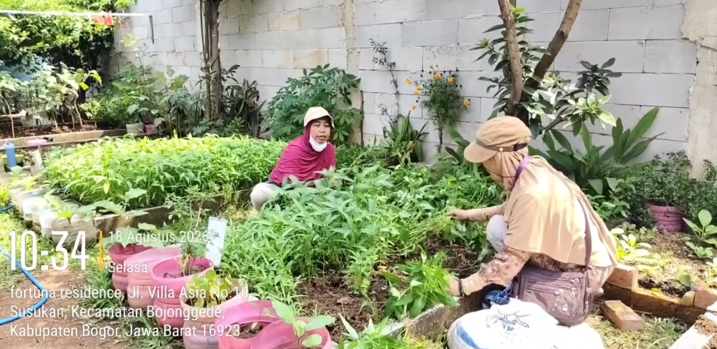 Anggota KWT Fortuna's Memanen Kangkung