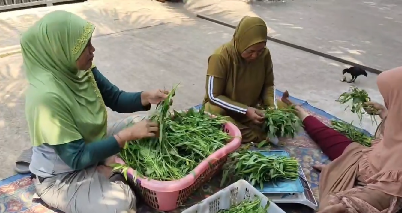 Menyiapkan Kangkung untuk Penjualan