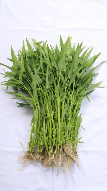Kangkung