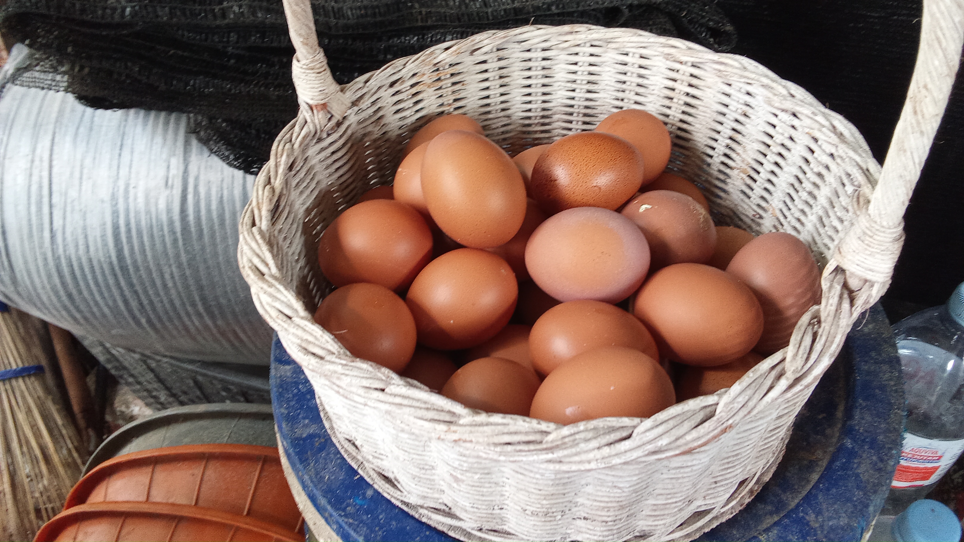 Telor foto 2