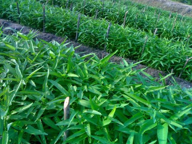 Kangkung foto 2